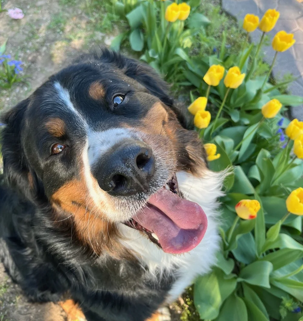 Pozy Clarkia — Kaibab Bernese Mountain Dogs
